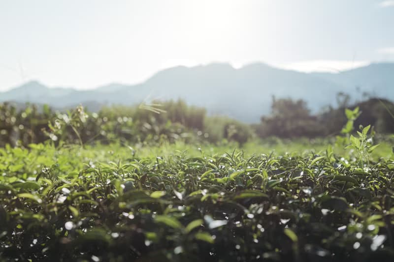 【原葉茶葉】晨暮紅茶 天然蜜香 冷泡健康無負擔 三角茶包12入