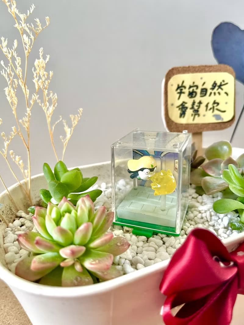 Tamama K隆星人 多肉組盆 多肉植物 晉升禮物 軍人禮物 祝福晉升