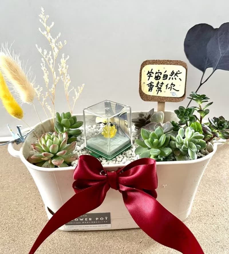 Tamama K隆星人 多肉組盆 多肉植物 晉升禮物 軍人禮物 祝福晉升