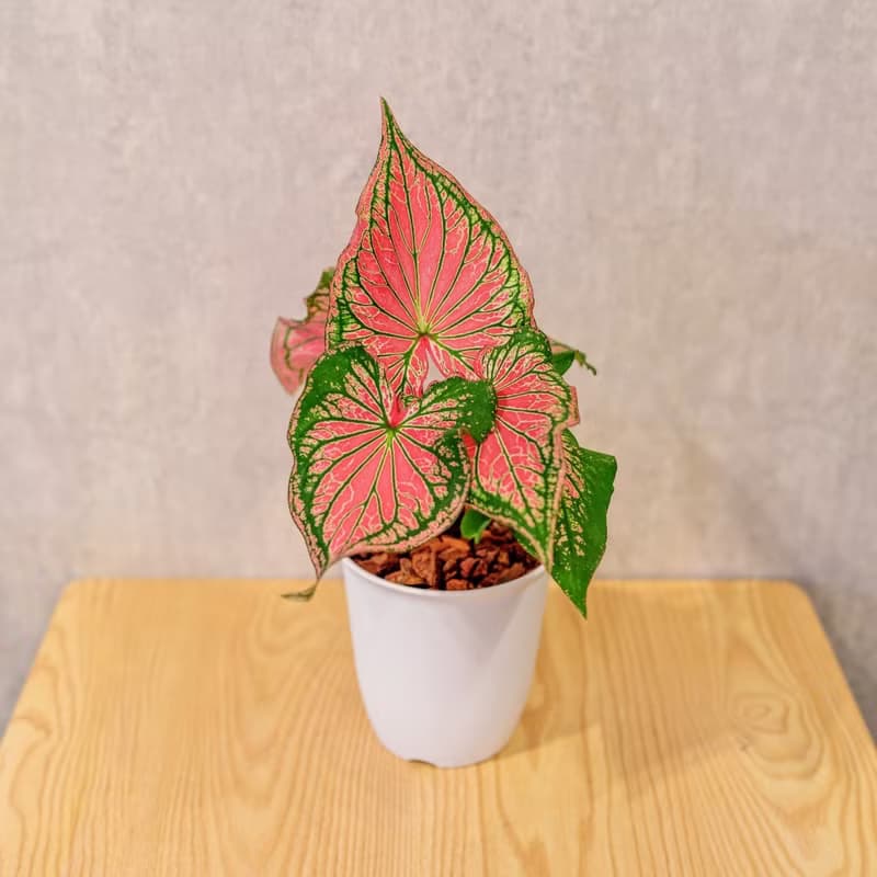 粉紅佳人 彩葉芋 日式塑陶盆 室內植物 觀葉植物 禮物 辦公室小物