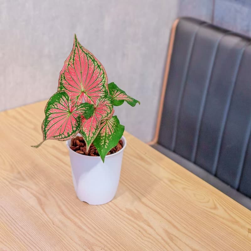 粉紅佳人 彩葉芋 日式塑陶盆 室內植物 觀葉植物 禮物 辦公室小物