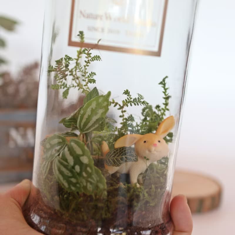 植物生態瓶DIY禮盒/兔兔公仔+教學影片
