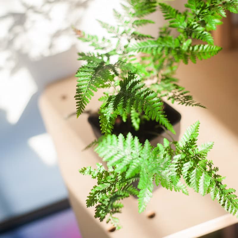兔腳蕨 | 耐陰植栽 | 新手蕨類 | 辦公室盆栽