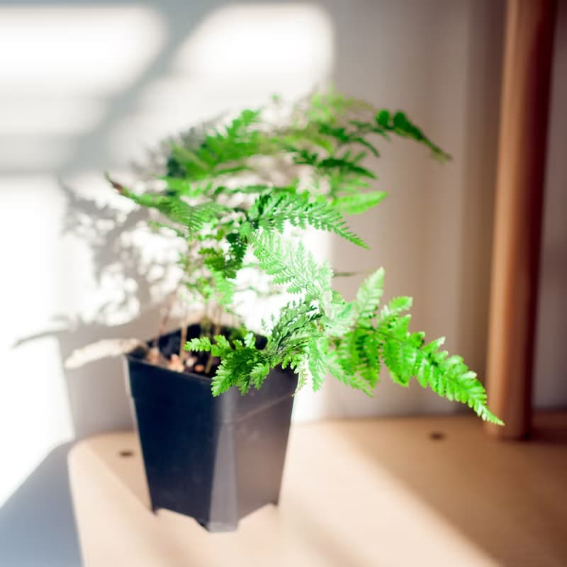 兔腳蕨 | 耐陰植栽 | 新手蕨類 | 辦公室盆栽