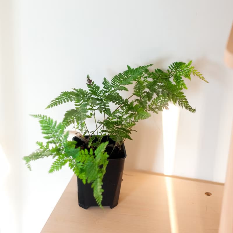 兔腳蕨 | 耐陰植栽 | 新手蕨類 | 辦公室盆栽