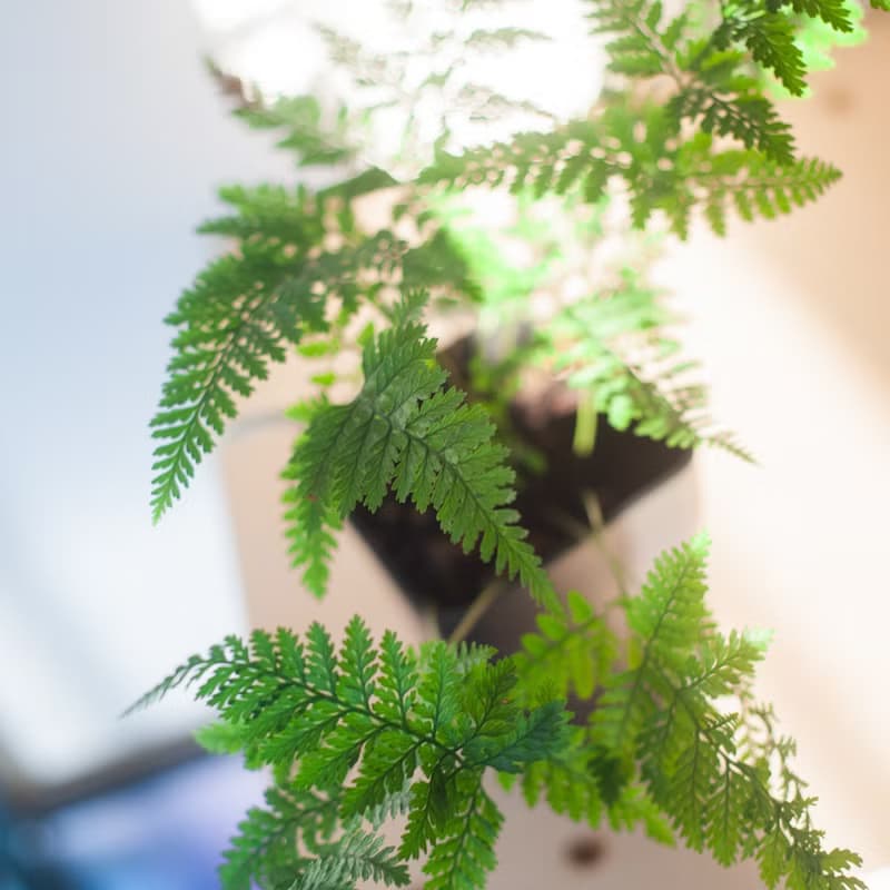 兔腳蕨 | 耐陰植栽 | 新手蕨類 | 辦公室盆栽