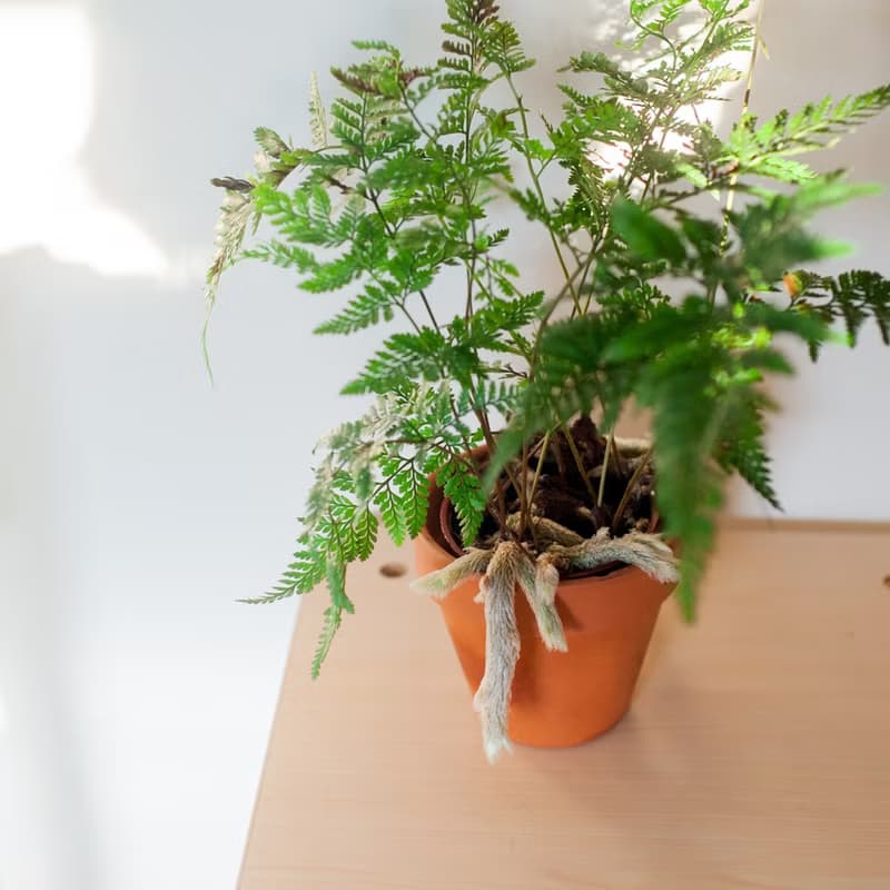 兔腳蕨 | 耐陰植栽 | 新手蕨類 | 辦公室盆栽