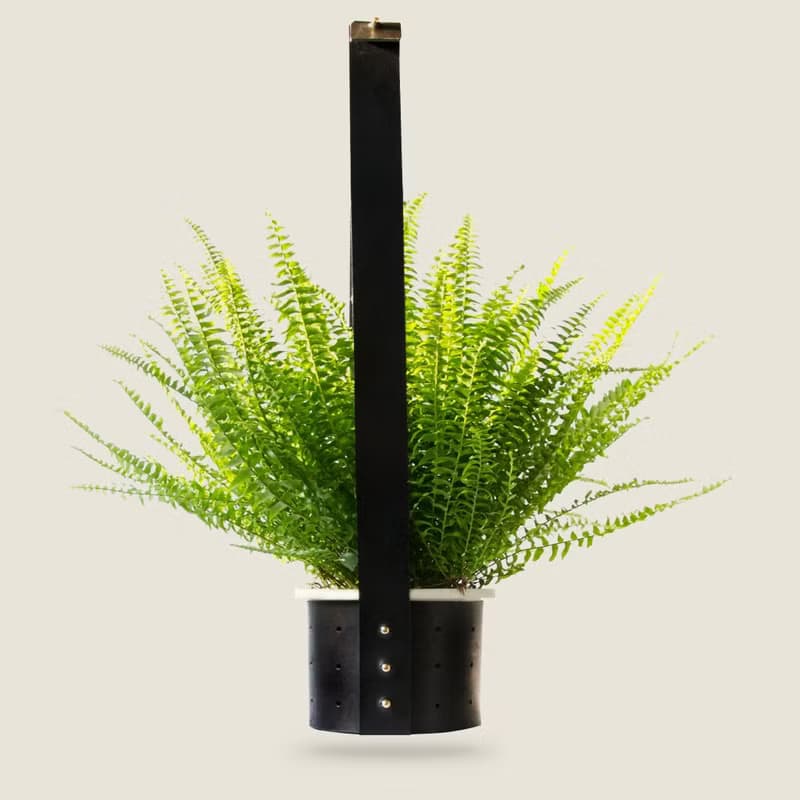 防疫宅在家區/展示8折 / DOT 掛飾盆栽 // 5~6吋盆 //吊掛植物