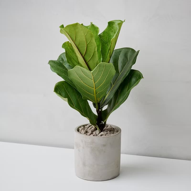 琴葉榕 | 開幕送禮 喬遷 升遷盆栽 綠色植栽 可落地 多種尺寸