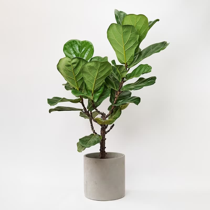 琴葉榕 | 開幕送禮 喬遷 升遷盆栽 綠色植栽 可落地 多種尺寸