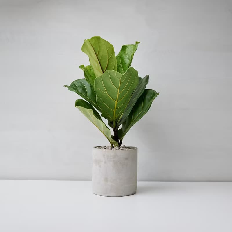 琴葉榕 | 開幕送禮 喬遷 升遷盆栽 綠色植栽 可落地 多種尺寸