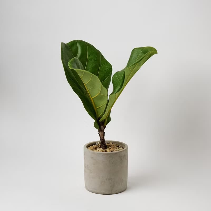 琴葉榕 | 開幕送禮 喬遷 升遷盆栽 綠色植栽 可落地 多種尺寸