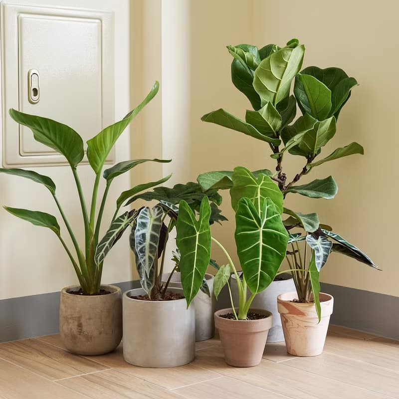 琴葉榕 | 開幕送禮 喬遷 升遷盆栽 綠色植栽 可落地 多種尺寸