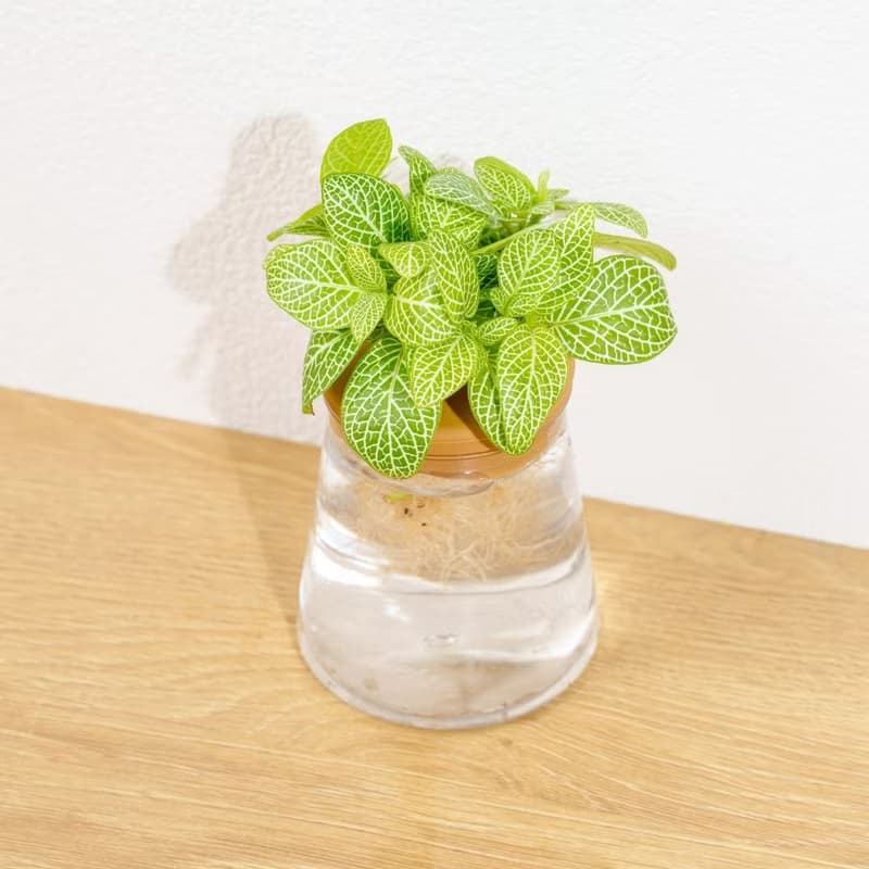檸檬網紋草 三角水耕盆栽 室內植物 觀葉植物 禮物 水培