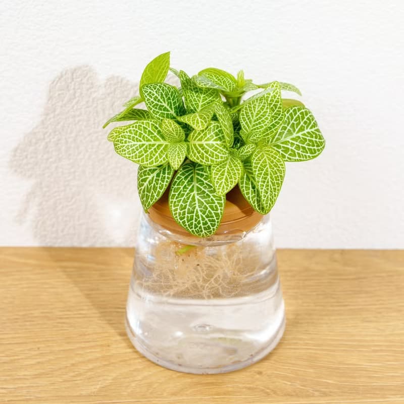 檸檬網紋草 三角水耕盆栽 室內植物 觀葉植物 禮物 水培