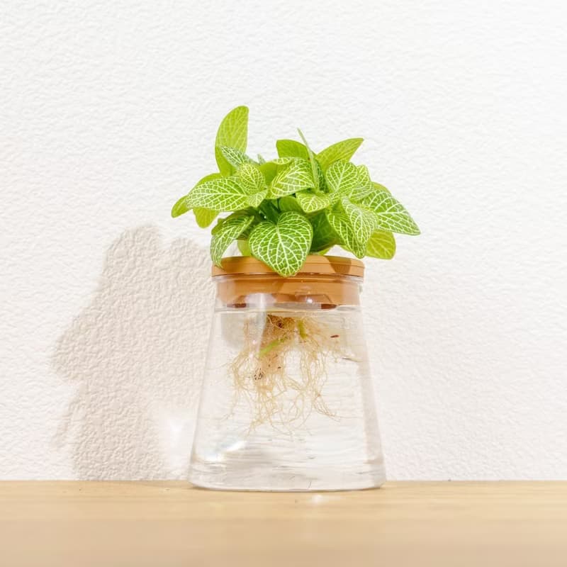檸檬網紋草 三角水耕盆栽 室內植物 觀葉植物 禮物 水培