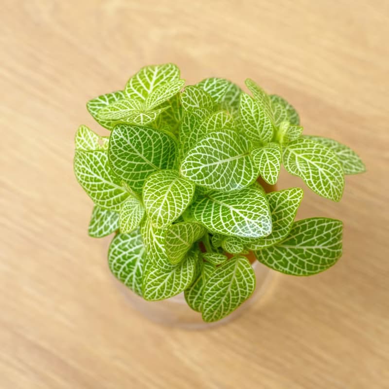 檸檬網紋草 三角水耕盆栽 室內植物 觀葉植物 禮物 水培