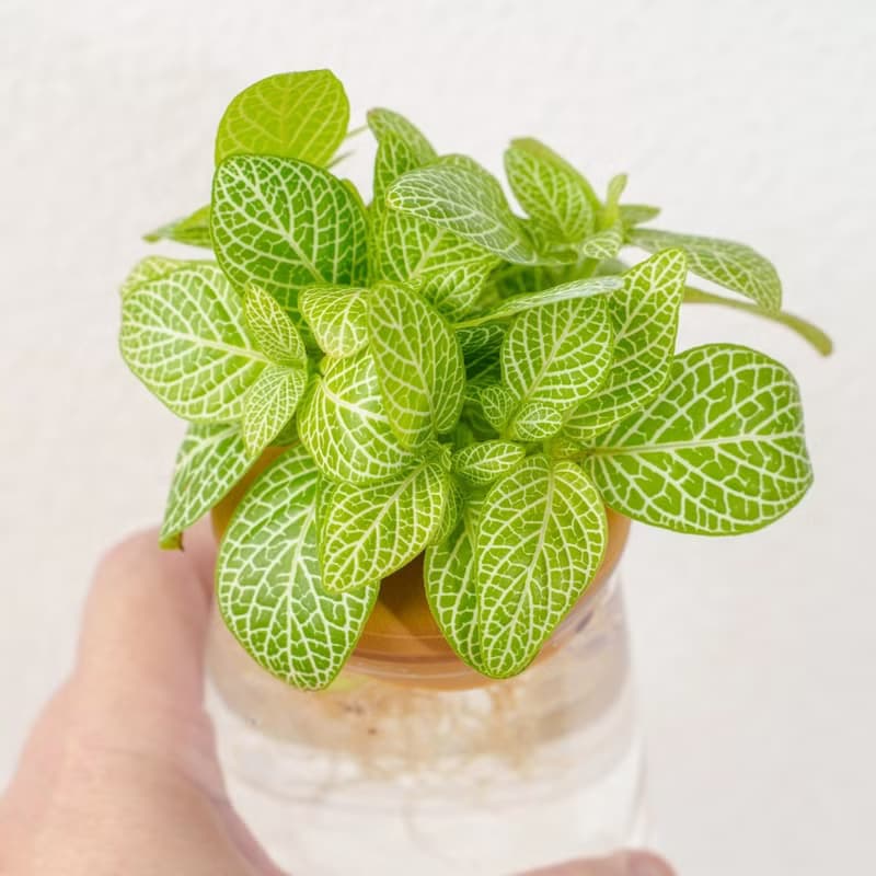 檸檬網紋草 三角水耕盆栽 室內植物 觀葉植物 禮物 水培