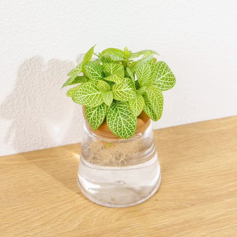 檸檬網紋草 三角水耕盆栽 室內植物 觀葉植物 禮物 水培