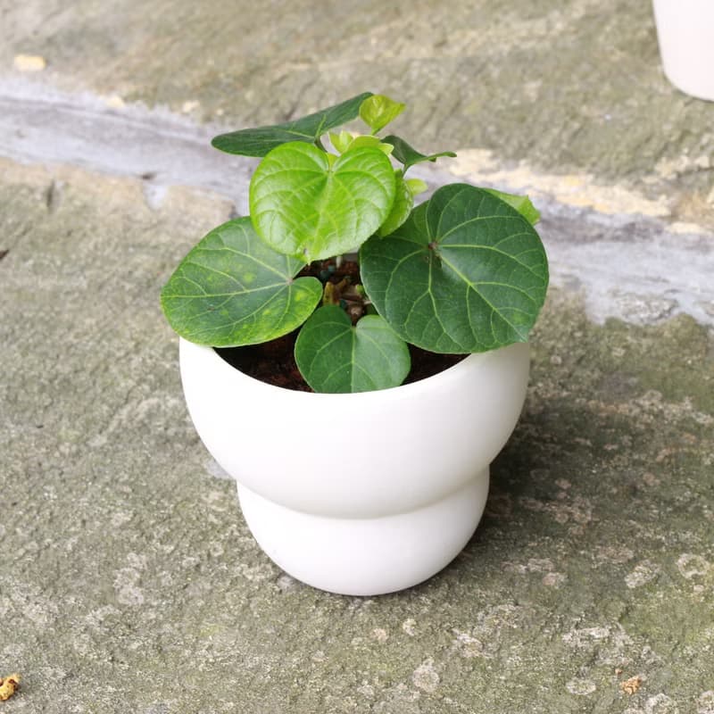 植栽 盆栽 l 黃槿  胖嘟嘟圓形心葉  室內植物 辦公室盆栽