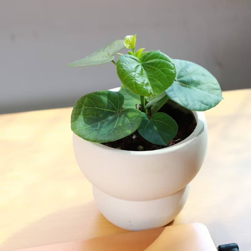 植栽 盆栽 l 黃槿  胖嘟嘟圓形心葉  室內植物 辦公室盆栽