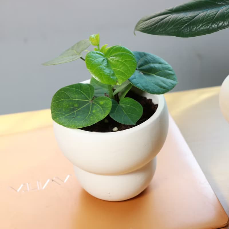植栽 盆栽 l 黃槿  胖嘟嘟圓形心葉  室內植物 辦公室盆栽
