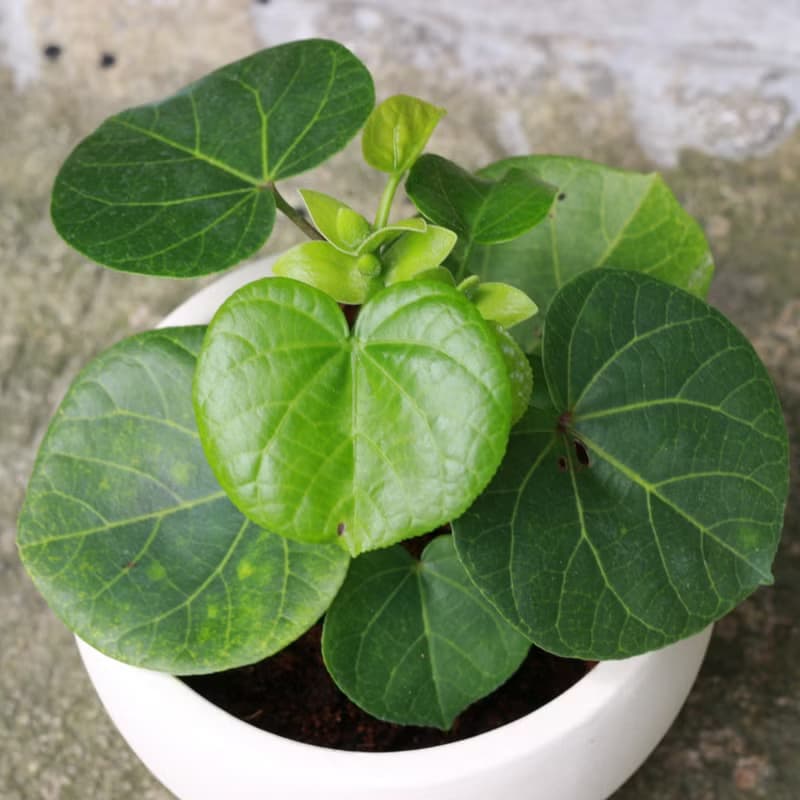 植栽 盆栽 l 黃槿  胖嘟嘟圓形心葉  室內植物 辦公室盆栽