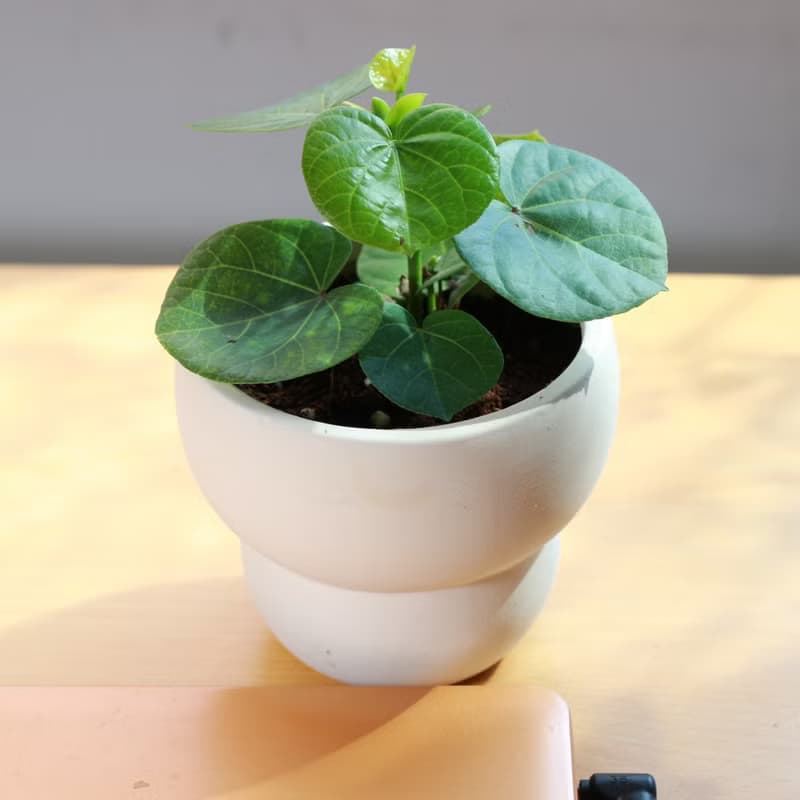 植栽 盆栽 l 黃槿  胖嘟嘟圓形心葉  室內植物 辦公室盆栽