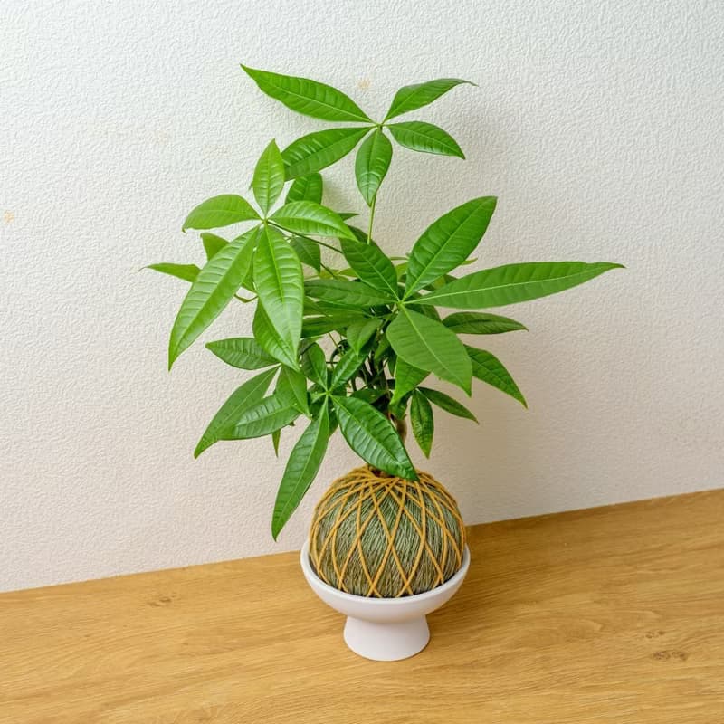苔球植物 馬拉巴栗墨綠苔球加磨砂高腳缽 苔球 苔玉 禮物