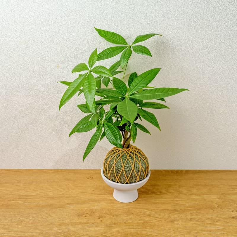 苔球植物 馬拉巴栗墨綠苔球加磨砂高腳缽 苔球 苔玉 禮物