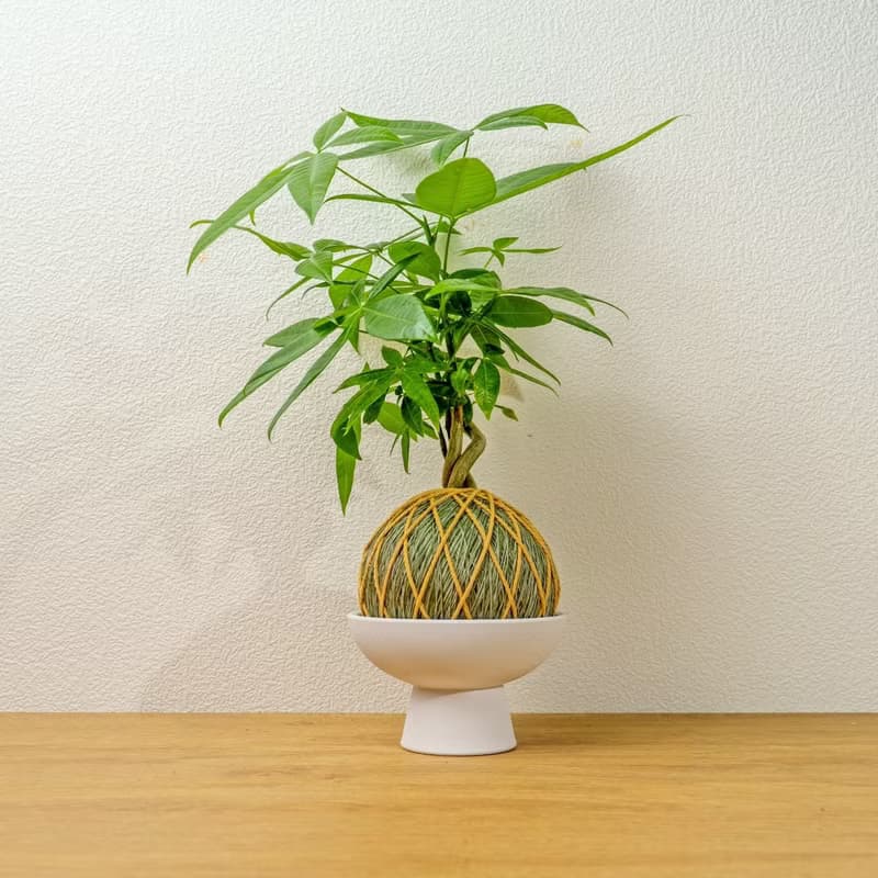 苔球植物 馬拉巴栗墨綠苔球加磨砂高腳缽 苔球 苔玉 禮物