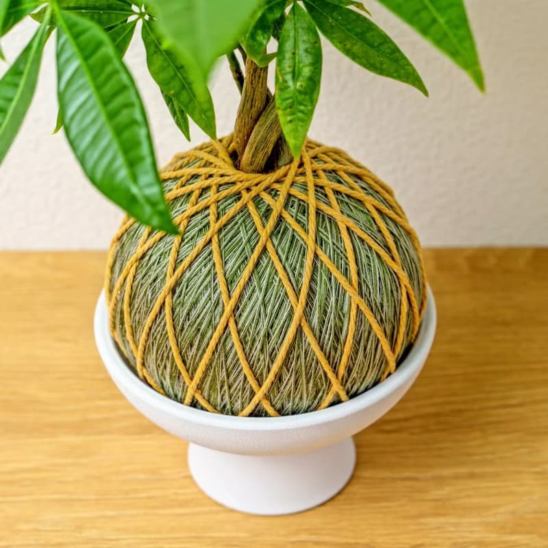 苔球植物 馬拉巴栗墨綠苔球加磨砂高腳缽 苔球 苔玉 禮物