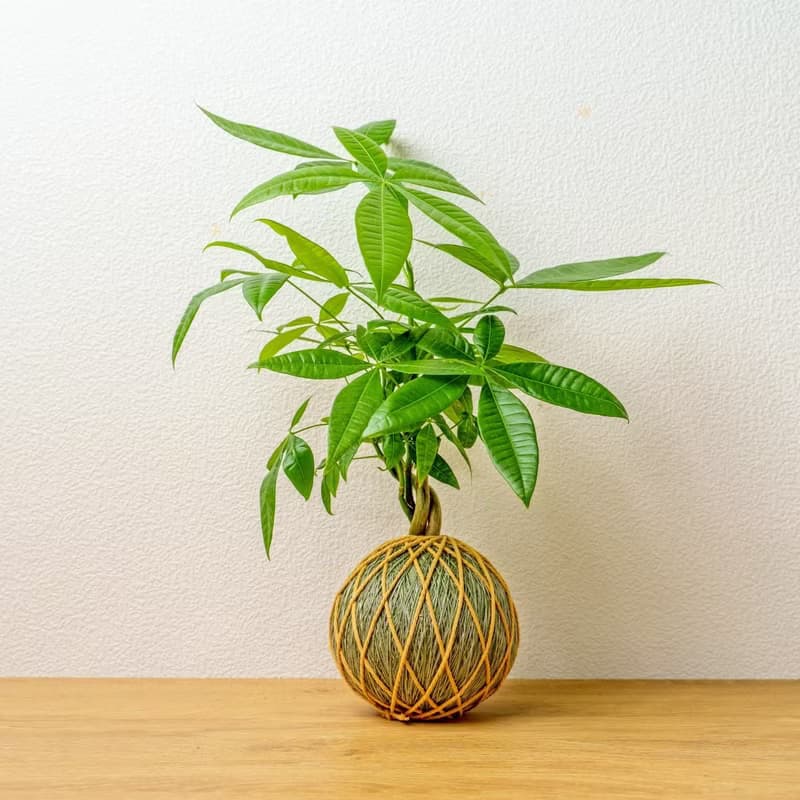 苔球植物 馬拉巴栗墨綠苔球加磨砂高腳缽 苔球 苔玉 禮物