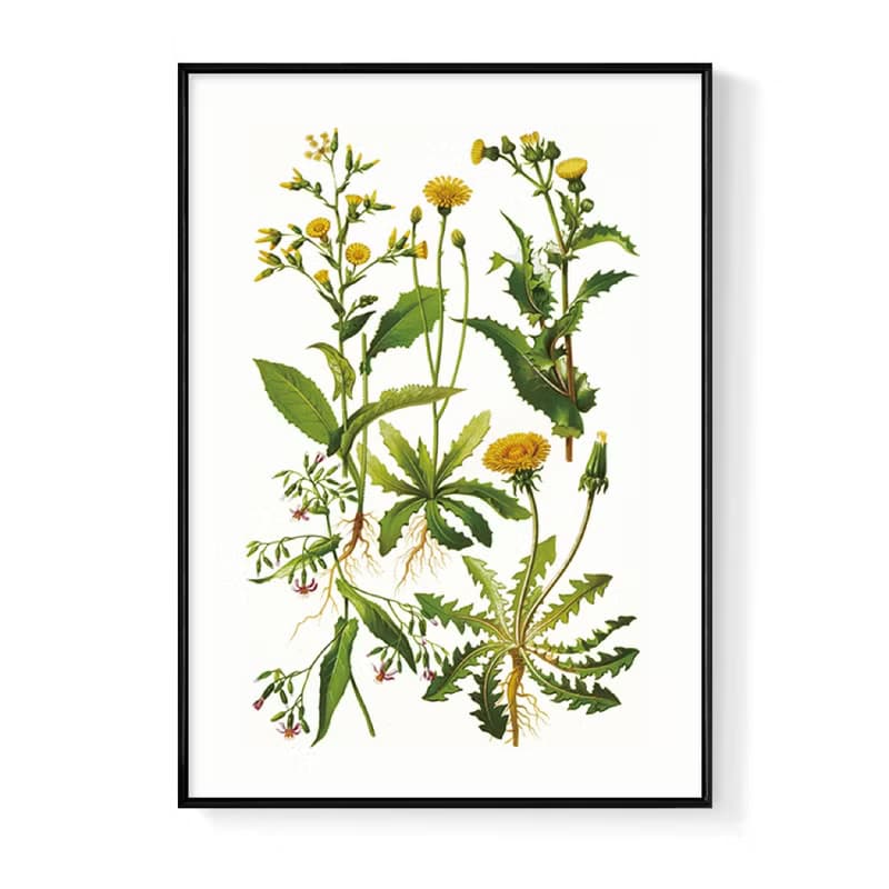 蒲公英花譜－畫/盆栽植物/臥室掛畫/家居佈置/餐廳裝飾/民宿/花