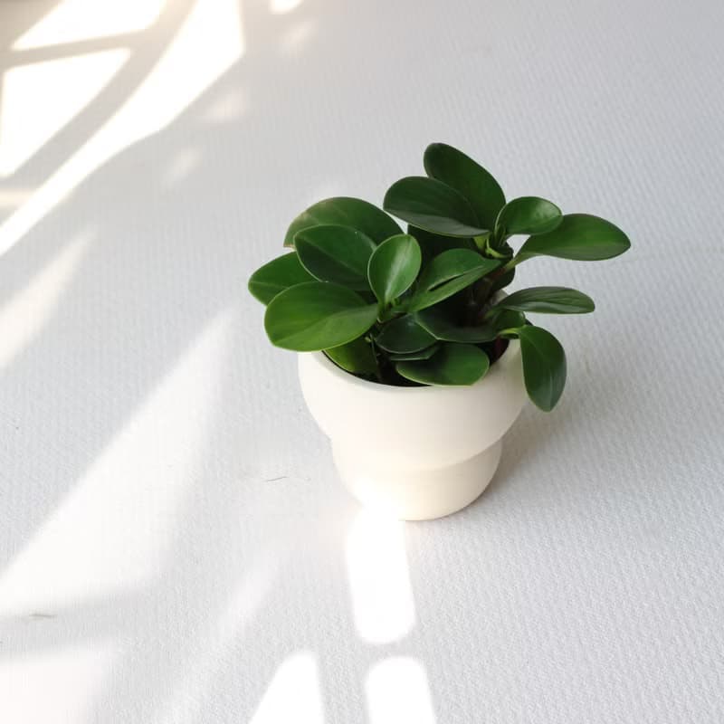 植栽 盆栽 l 圓葉椒草 圓葉發財風水樹  室內植物 辦公室盆栽