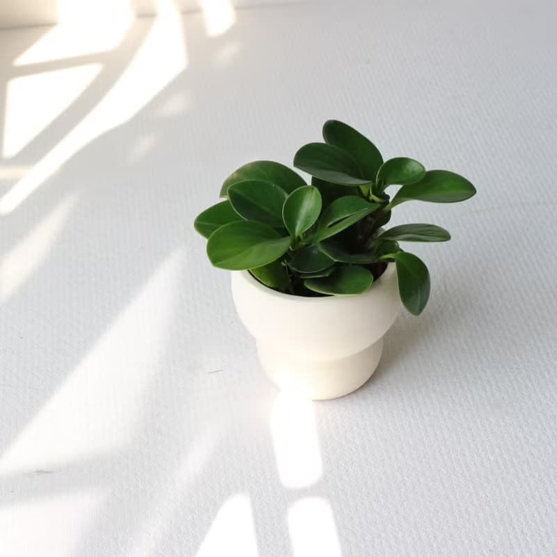 植栽 盆栽 l 圓葉椒草 圓葉發財風水樹  室內植物 辦公室盆栽
