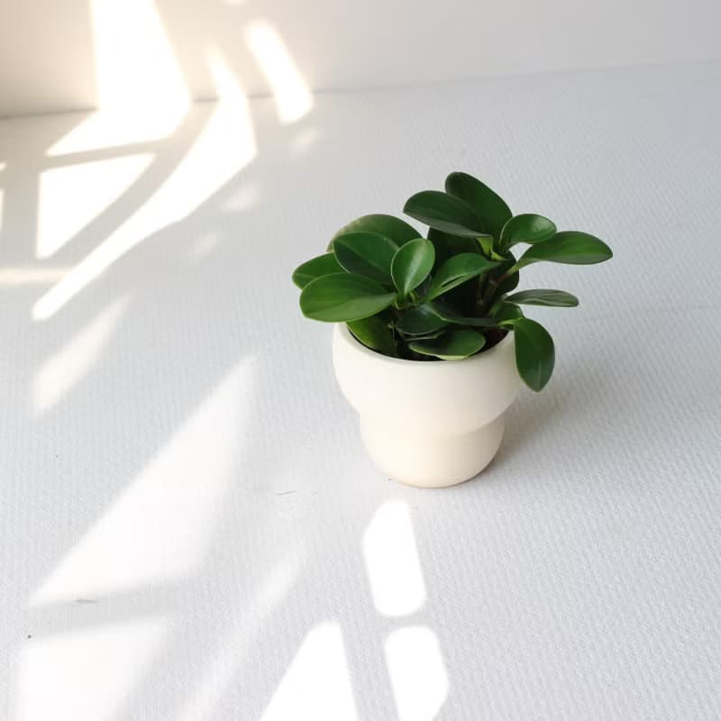 植栽 盆栽 l 圓葉椒草 圓葉發財風水樹  室內植物 辦公室盆栽