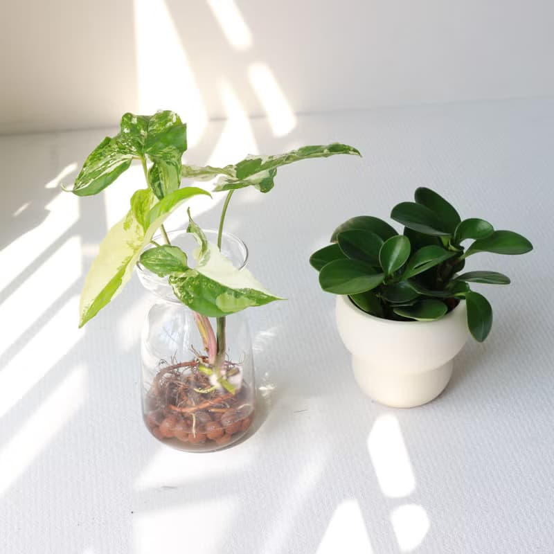 植栽 盆栽 l 圓葉椒草 圓葉發財風水樹  室內植物 辦公室盆栽