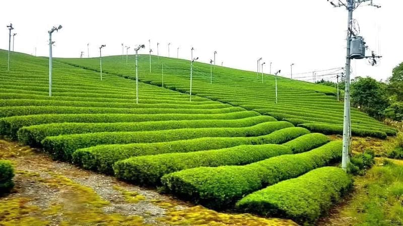 【錦茂行】抹茶粉x日本宇治|||甜點.烘焙.茶飲專用.純天然.無添加