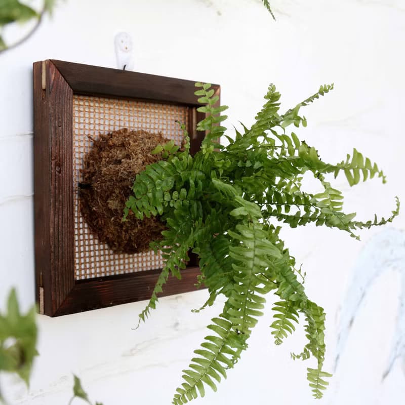 【腎蕨畫框】質感碳化框/ 室內植物/ 室內植物