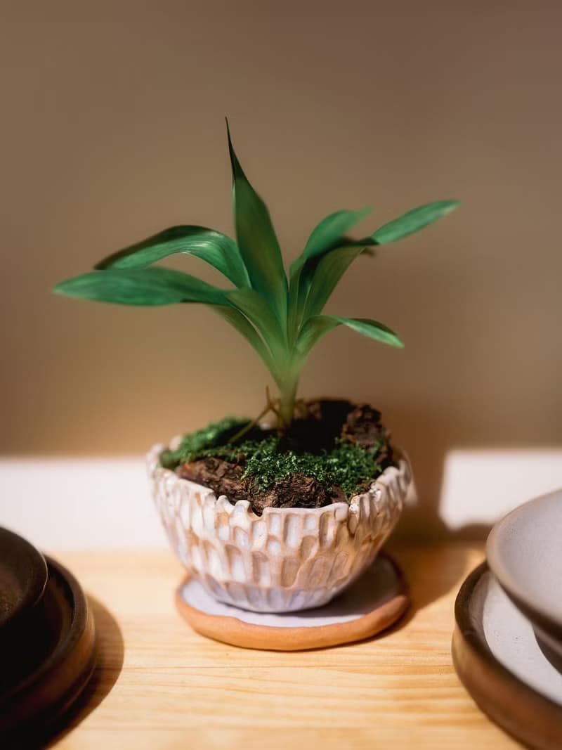 【體驗】【手作陶盤 盆栽】生活藝術小容器 × 植栽盤器 半日閑-台北新北