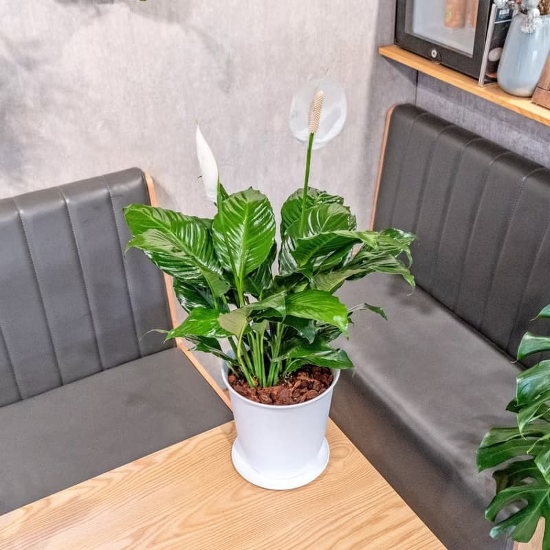 白鶴芋 5寸日式塑陶盆 觀葉植物盆栽