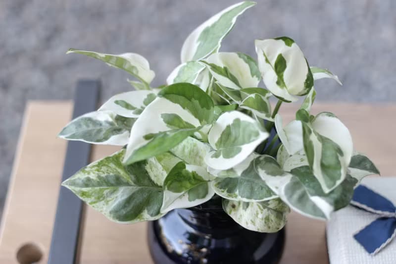 水培植栽│白金葛_室內植物 辦公室盆栽 店內擺設