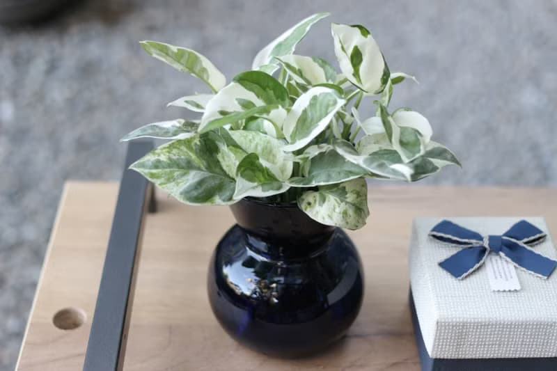 水培植栽│白金葛_室內植物 辦公室盆栽 店內擺設