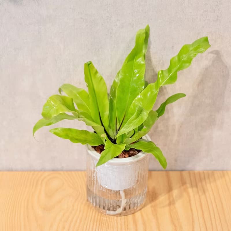 山蘇 免澆水盆栽 室內植物 觀葉植物  禮物 辦公室小物