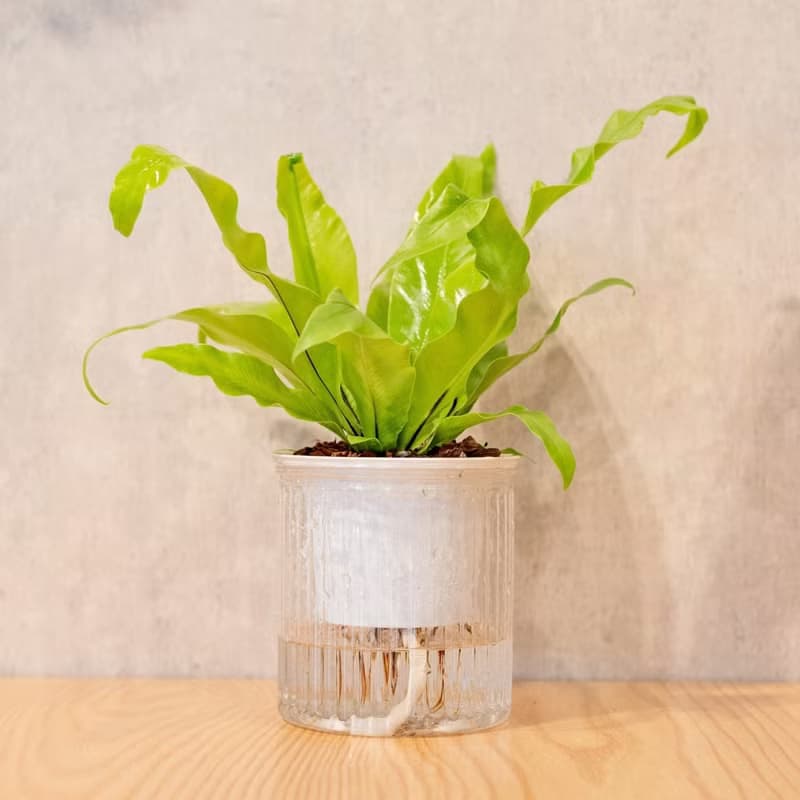 山蘇 免澆水盆栽 室內植物 觀葉植物  禮物 辦公室小物