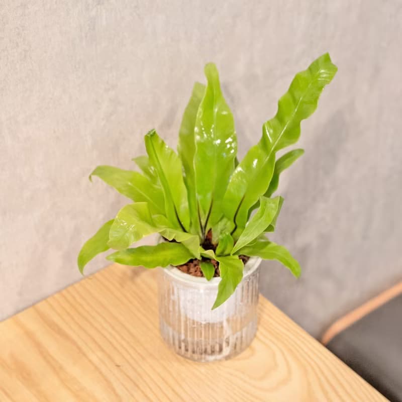 山蘇 免澆水盆栽 室內植物 觀葉植物  禮物 辦公室小物