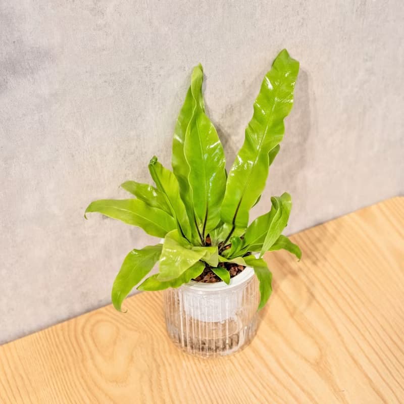山蘇 免澆水盆栽 室內植物 觀葉植物  禮物 辦公室小物
