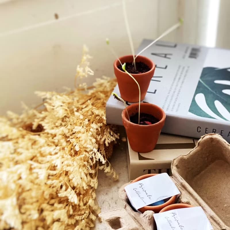 環保永續甜心種子植栽禮盒/畢業禮物/婚禮小物/生日禮物