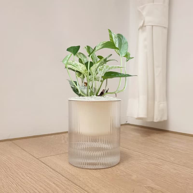 植栽 室內盆栽 雪花葛 植物盆栽